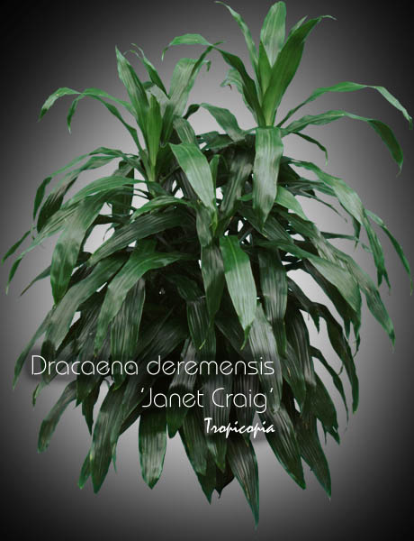 Dracaena - Dracaena deremensis 'Janet Craig' - Janet Craig